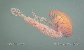 Chrysaora (Sea Nettle) photo by Daniel Bianchetta