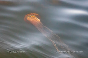 Chrysaora (Sea Nettle) photo by Daniel Bianchetta