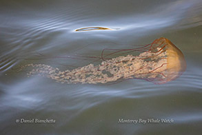 Chrysaora (Stinging Nettle) photo by Daniel Bianchetta