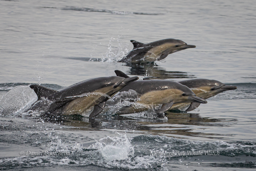 Common Dolphins photo by Daniel Bianchetta