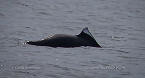 Dall's Porpoise photo by Daniel Bianchetta