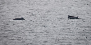 Dall's Porpoise photo by Daniel Bianchetta