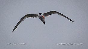 Elegant Tern photo by Daniel Bianchetta