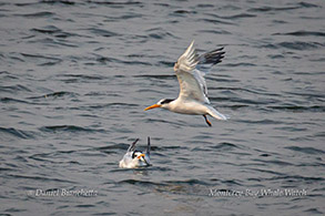 Elegant Terns with Anchovy photo by Daniel Bianchetta