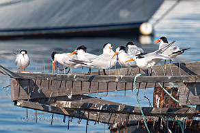 Elegant Terns photo by Daniel Bianchetta