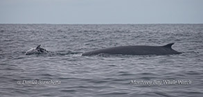 Fin Whale and Pacific White-sided Dolphin photo by Daniel Bianchetta