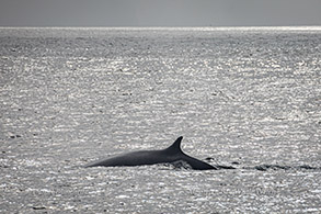 Fin Whale photo by Daniel Bianchetta