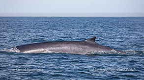 Fin Whale photo by Daniel Bianchetta