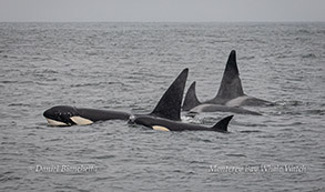 Four Killer Whales photo by Daniel Bianchetta
