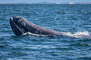 Gray Whale photo by Daniel Bianchetta