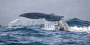 Gray Whale tail, photo by Daniel Bianchetta