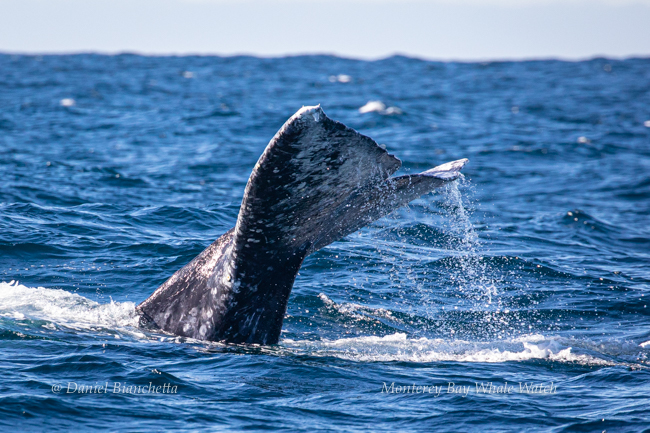 Gray Whale tail, photo by Daniel Bianchetta