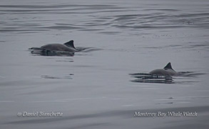 Harbor Porpoise photo by Daniel Bianchetta