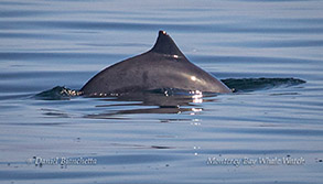 Harbor Porpoise photo by Daniel Bianchetta