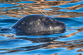 Harbor Seal, photo by Daniel Bianchetta