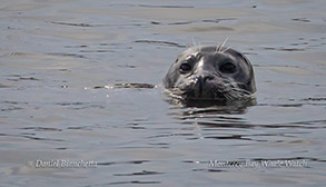 Harbor Seal photo by Daniel Bianchetta