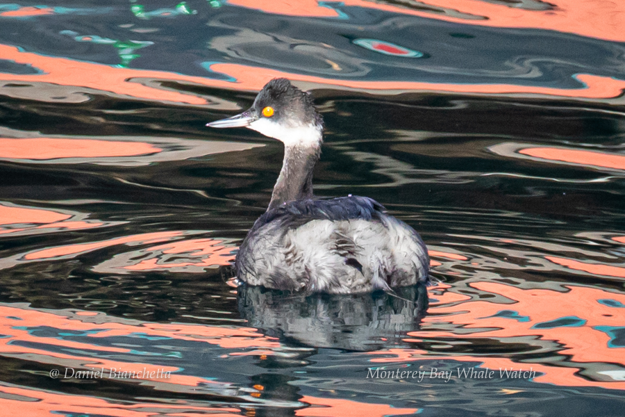 Horned Grebe photo by Daniel Bianchetta