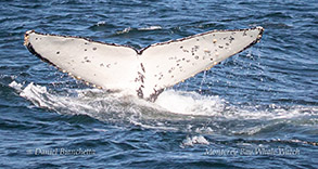 Humpback Whale ID photo by Daniel Bianchetta