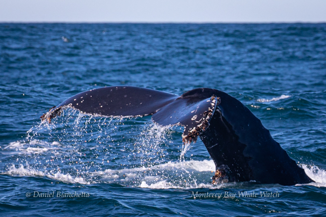 Humpback Whale Tail, photo by Daniel Bianchetta