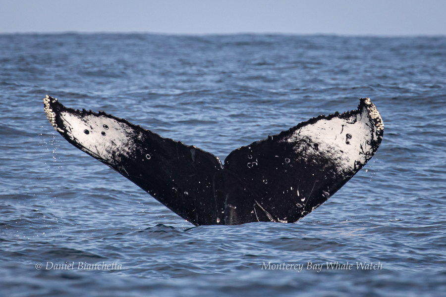 Humpback Whale tail photo by Daniel Bianchetta