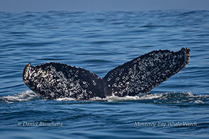 Humpback Whale tail photo by Daniel Bianchetta