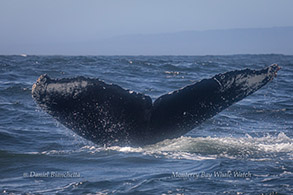 Humpback Whale tail ID photo by Daniel Bianchetta