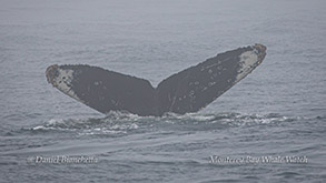 Tail of Humpback Whale (Snowy Owl) photo by Daniel Bianchetta