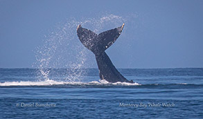 Humpback Whale tail throw photo by Daniel Bianchetta