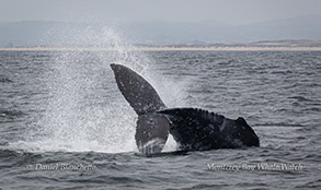 Humpback Whale tail throw photo by Daniel Bianchetta