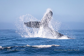 Humpback Whale tail throw photo by Daniel Bianchetta