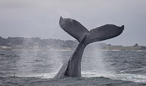 Humpback Whale tail throw photo by Daniel Bianchetta