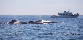 Humpback Whales by the Sea Wolf II photo by Daniel Bianchetta