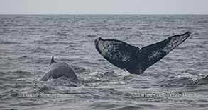 Humpback Whales photo by Daniel Bianchetta