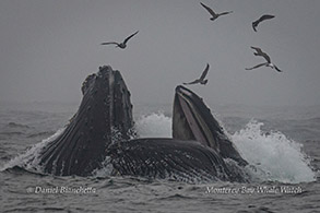 Humpback Whales lunge-feeding photo by Daniel Bianchetta