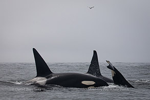 Killer Whales photo by Daniel Bianchetta
