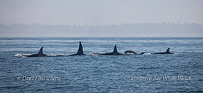 Killer Whales photo by Daniel Bianchetta