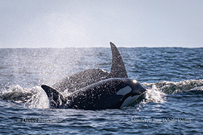 Killer Whales (Orcas) photo by Daniel Bianchetta