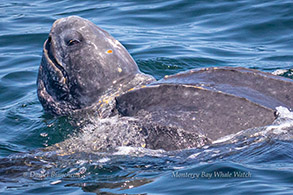 Leatherback Sea Turtle photo by Daniel Bianchetta