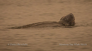 Leatherback Sea Turtle photo by Daniel Bianchetta