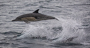 Long-beaked Common Dolphin, photo by Daniel Bianchetta