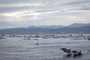 Long-beaked Common Dolphins, photo by Daniel Bianchetta