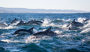 Long-beaked Common Dolphins, photo by Daniel Bianchetta