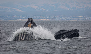 Lunge-feeding Humpback Whales photo by Daniel Bianchetta