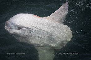 Mola Mola (Ocean Sunfish) photo by Daniel Bianchetta