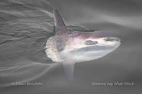 Mola Mola (Ocean Sunfish) photo by Daniel Bianchetta