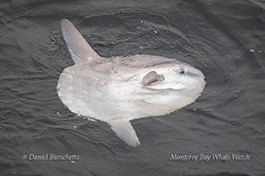 Mola Mola (Ocean Sunfish) photo by Daniel Bianchetta