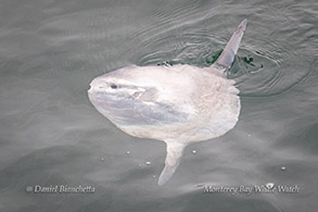 Mola Mola (Ocean Sunfish) photo by Daniel Bianchetta