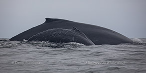 Mother and Calf Humpback Whales photo by Daniel Bianchetta