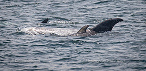 Mother and calf Risso's Dolphins photo by Daniel Bianchetta