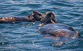 Mother and pup Southern Sea Otter sharing a crab photo by Daniel Bianchetta